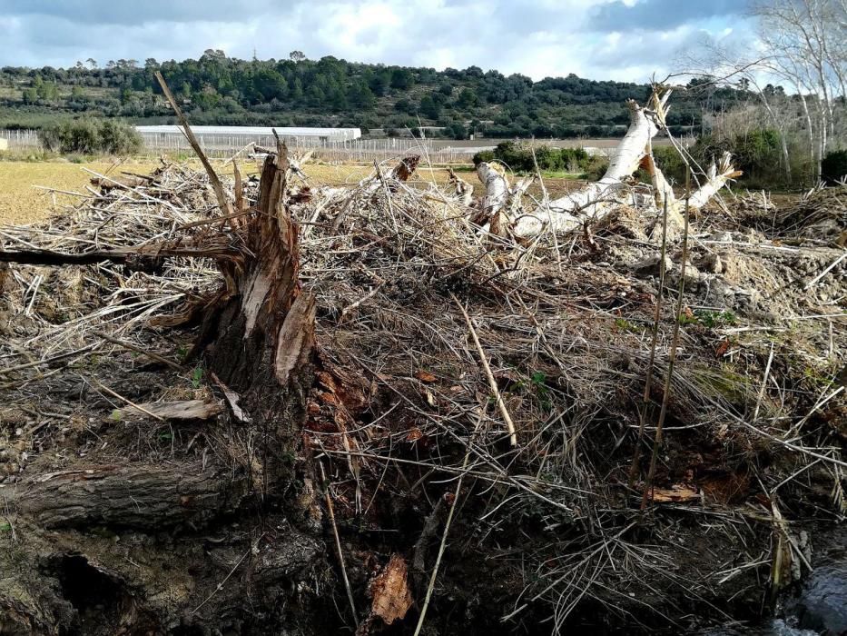 Terra Ferida denuncia el destrozo de bosques de ribera por parte de la conselleria de Medio Ambiente