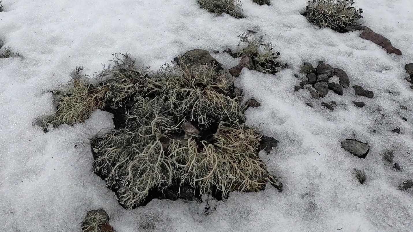 Investigadores del instituto INAGEA de la UIB viajan a la Antártida para conocer los secretos de las plantas adaptadas a los ambientes extremos