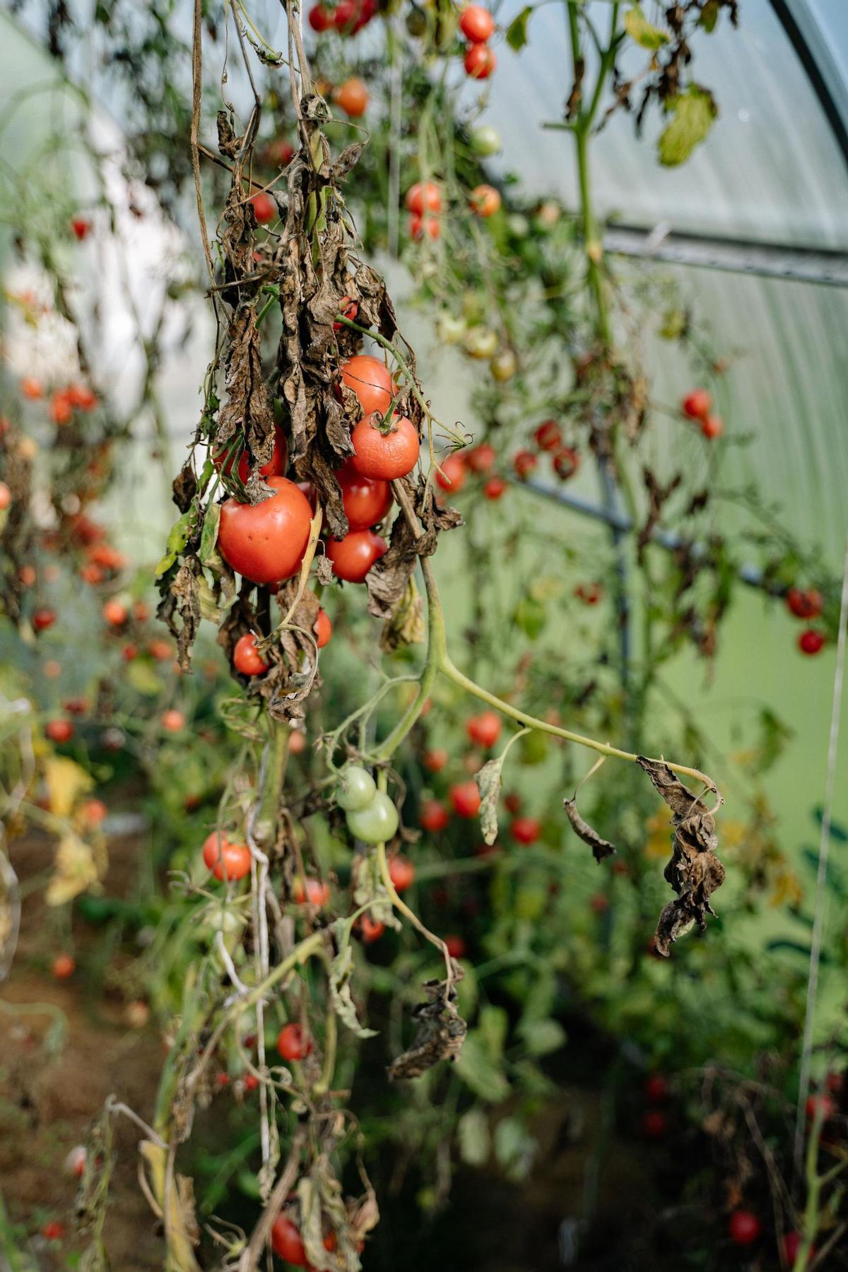 Los tomates dificilmente han sobrevivido al calor este verano