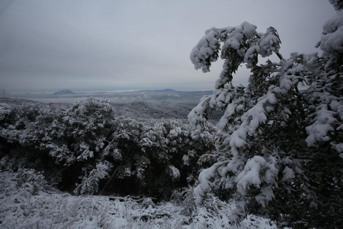 La nieve llega a Barcelona: Collserola, cubierta de blanco