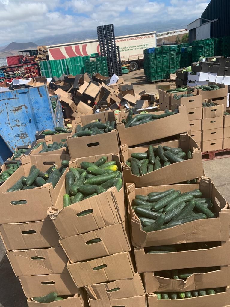 Agricultores tinerfeños tiran kilos de verdura a la basura por los excedentes de producción.