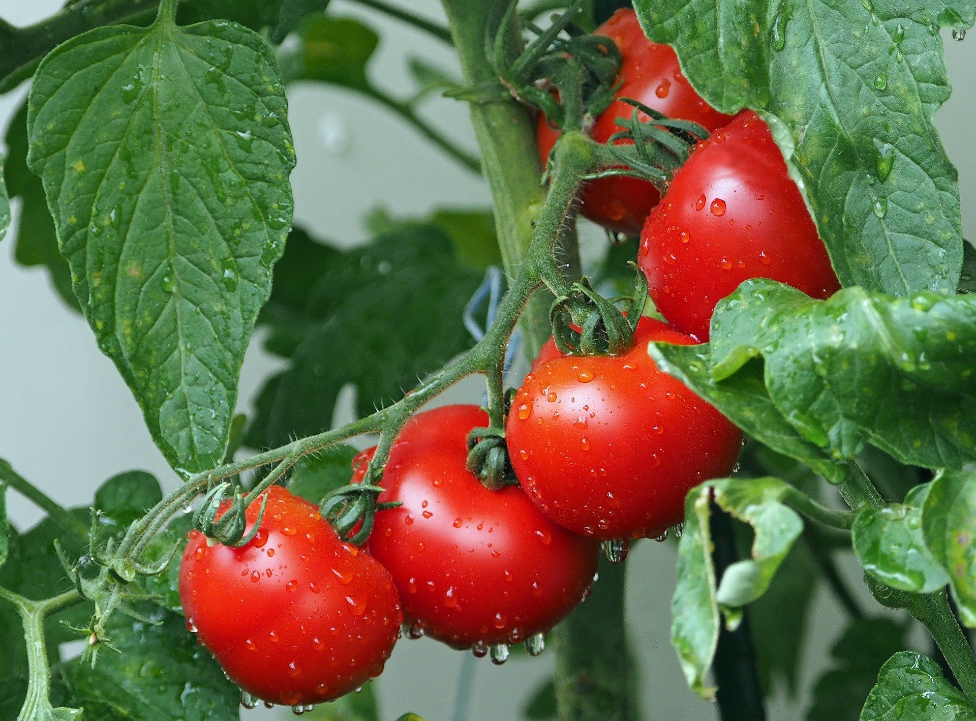 ¿Cuántas veces hay que regar los tomates?