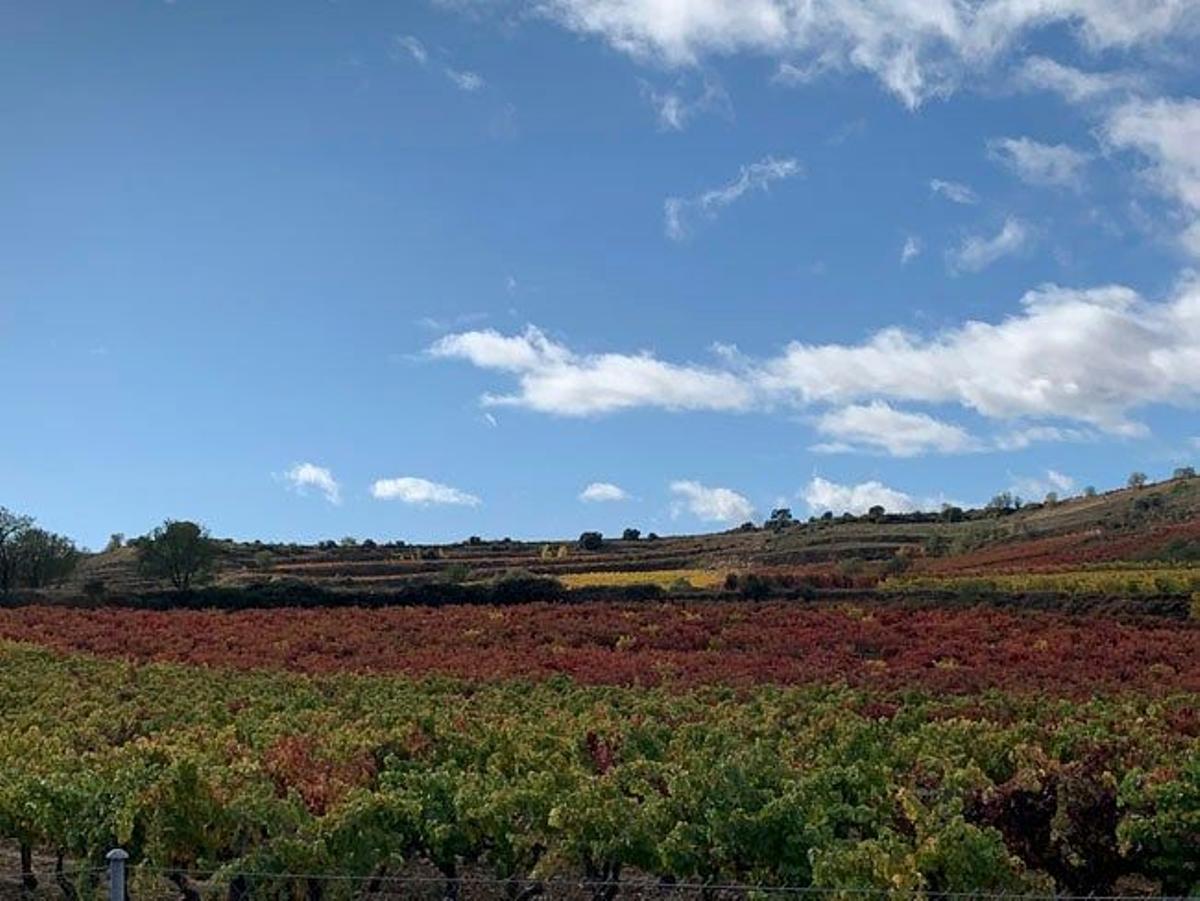 Viñedos de la Rioja