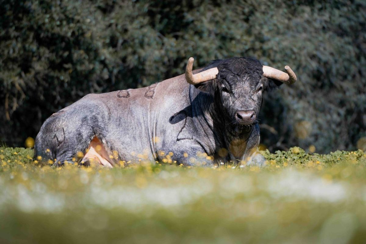 Los toros de La Quinta reseñados para su regreso a la Feria de Fallas