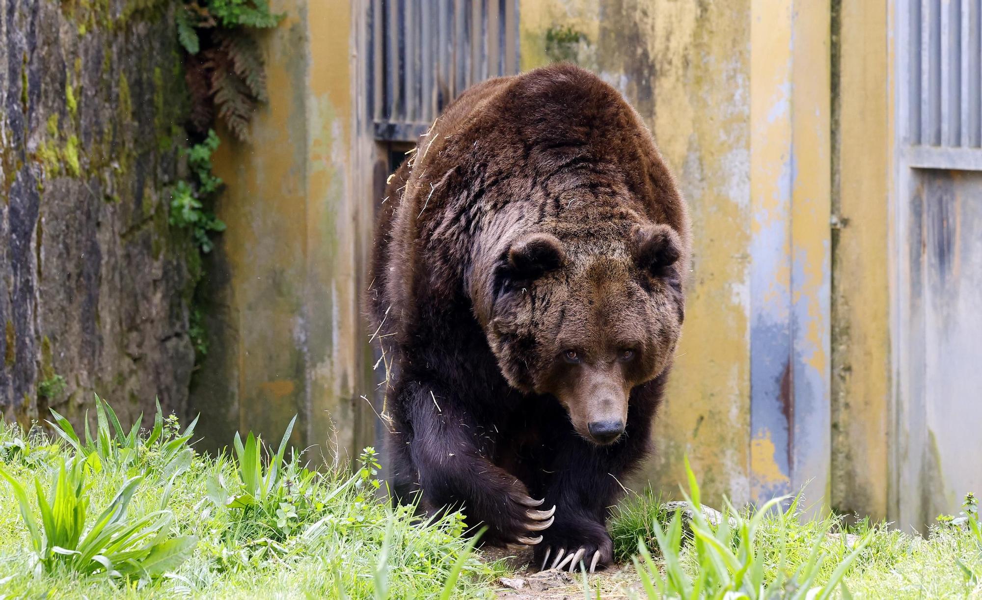 El oso Carmo posa para Faro de Vigo mientras espera un hogar