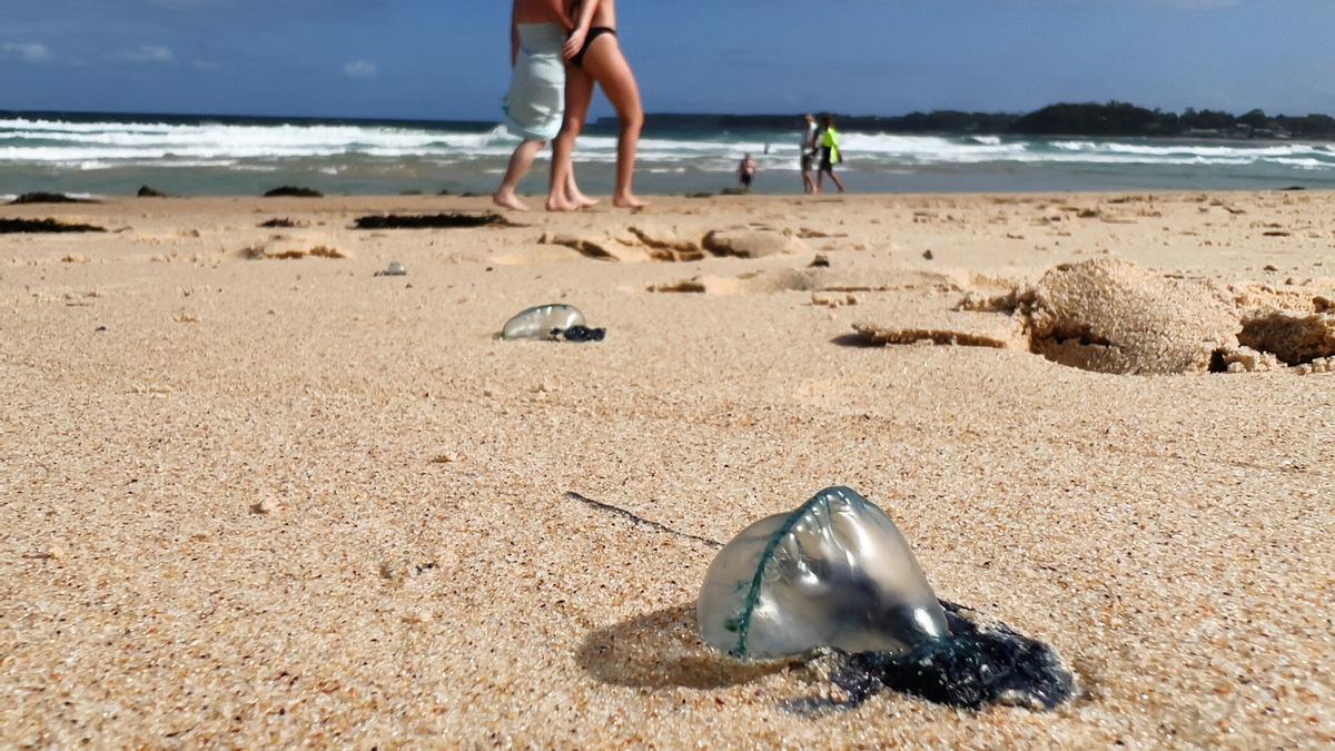 Playas que no podrás visitar por la Carabela Portuguesa