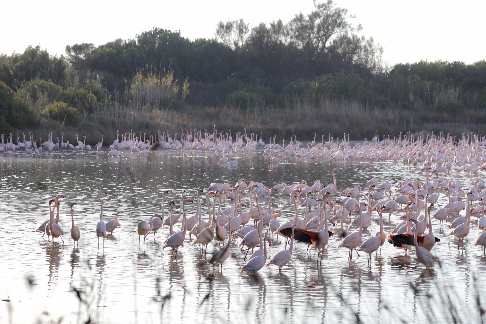 Los flamencos vuelven a L´Albufera para criar