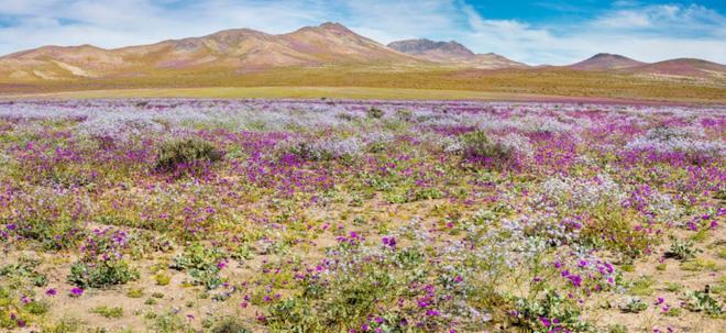 Desierto de Atacama, campos de flores