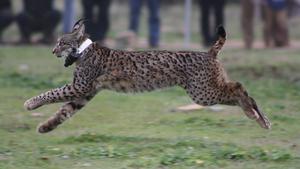 ’Kentaro’, en el momento de ser liberado en los Montes de Toledo, con una radiotransmisor con GPS.