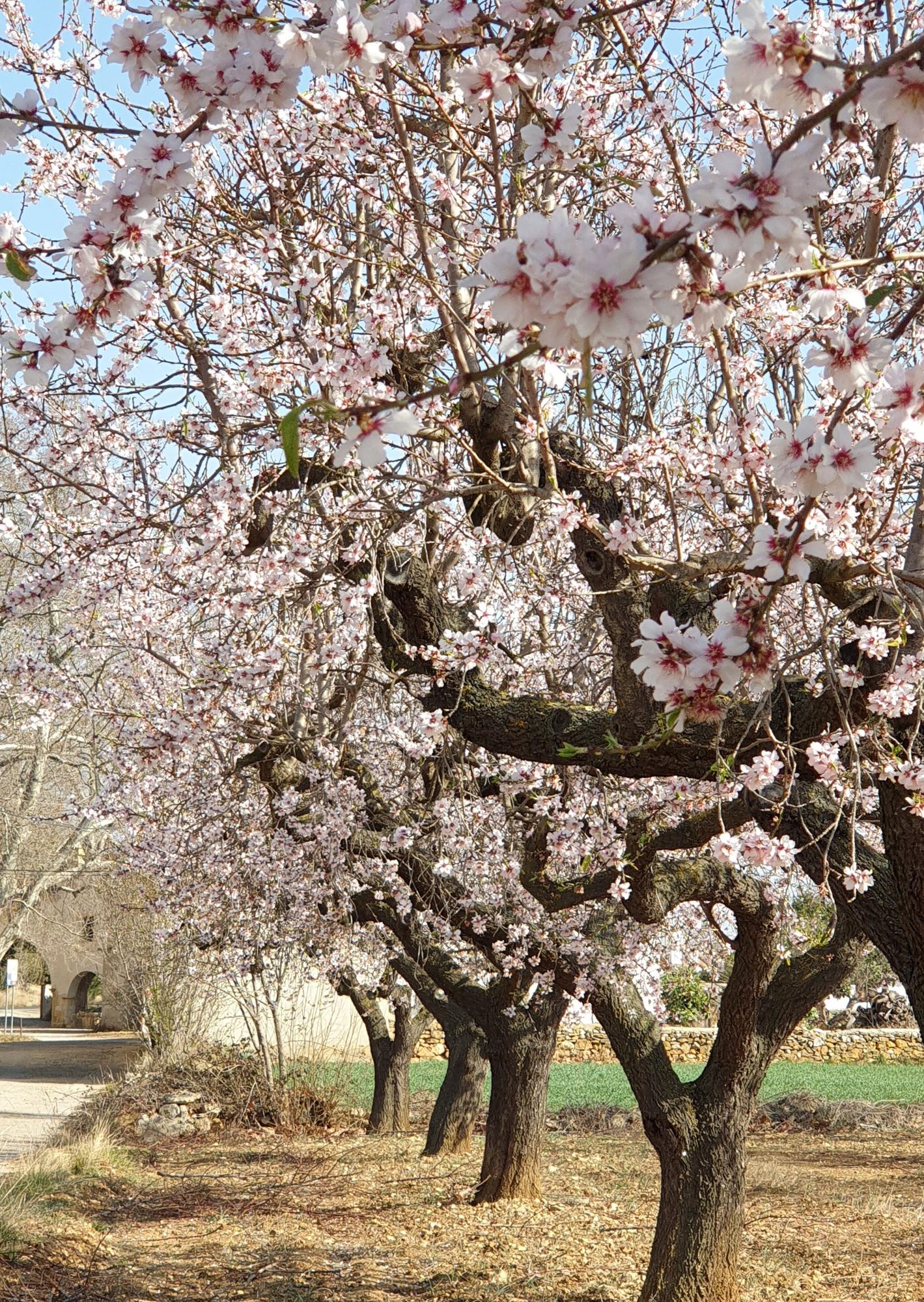 Imágenes de almendros en Albocàsser