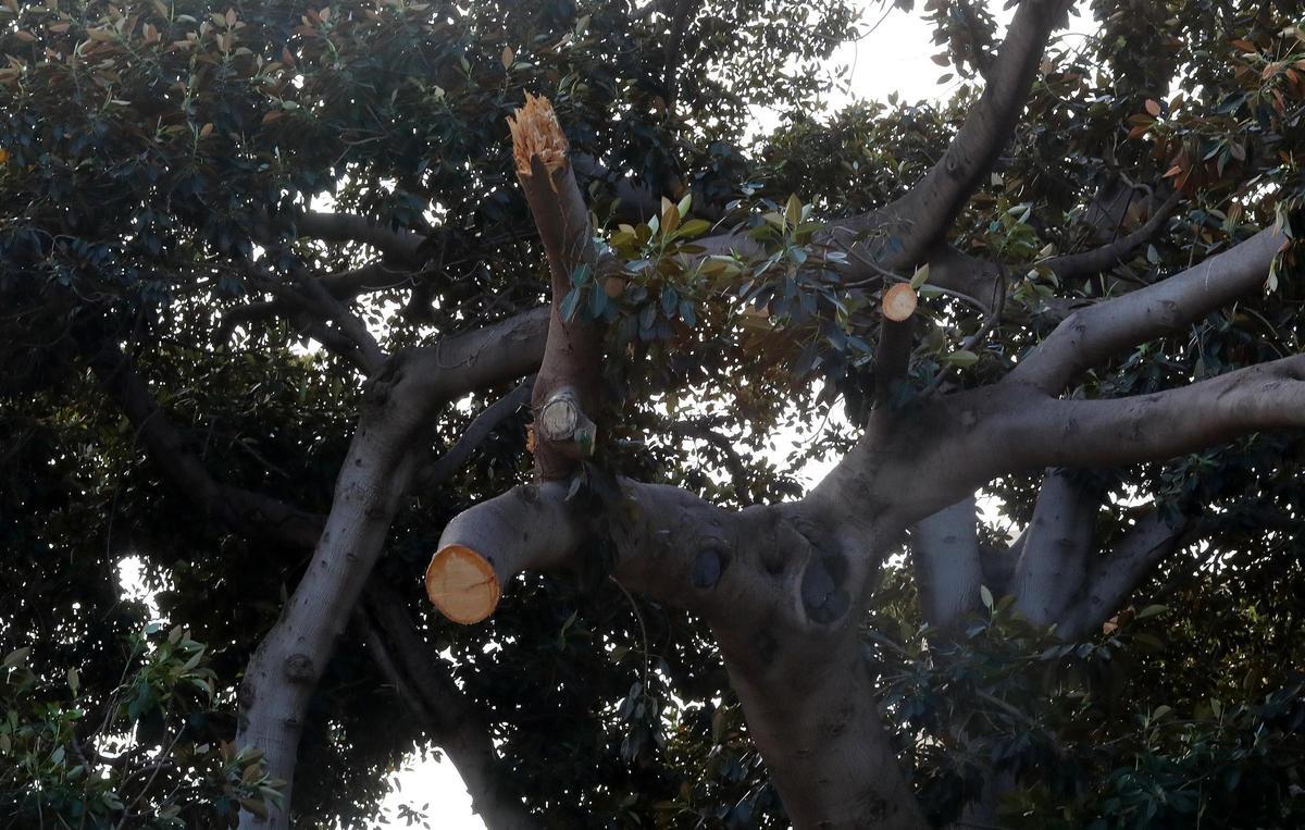 El tronco talado del histórico ficus situado en el Parterre