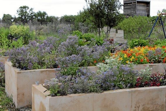 In ihrem Garten bei Sencelles züchtet Heide Göbel wilde Kräuter, Gemüse sowie Zierpflanzen mit Blüten, die nicht nur essbar sind, sondern richtig gut schmecken.