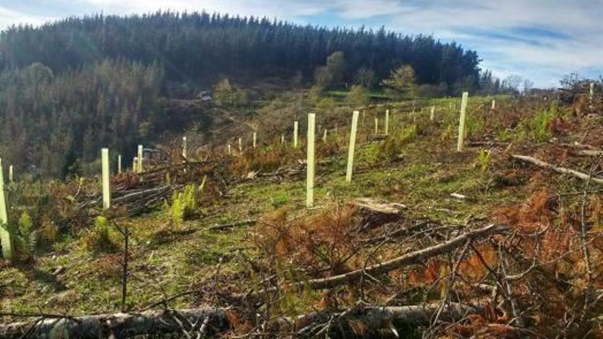 La fundación del Jardí de l&#039;Albarda de Pedreguer compra un bosque en Bizkaia