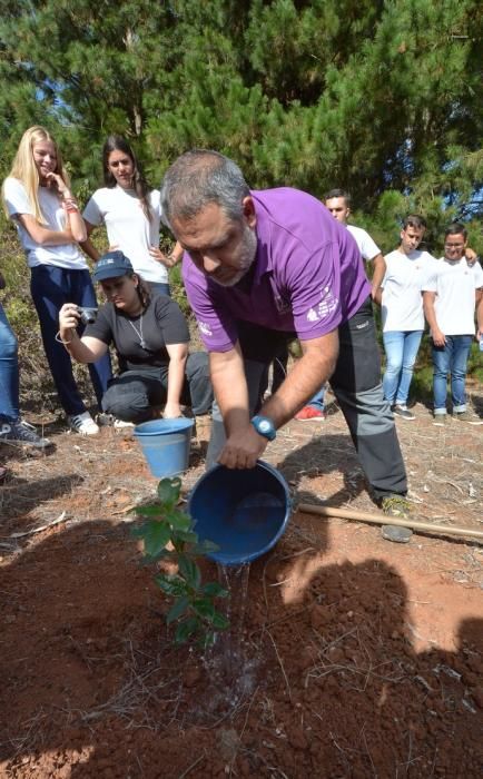 REPOBLACIÓN FORESTAL FONTANALES MOYA