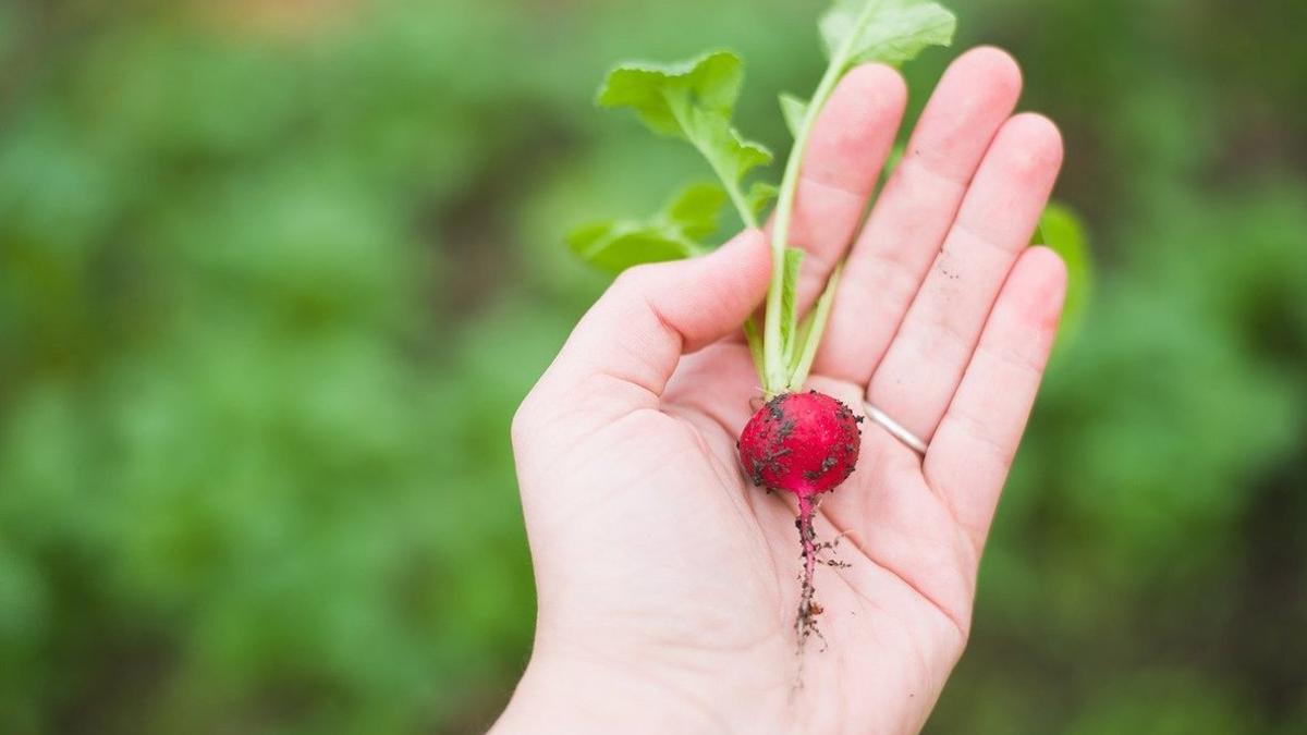 Agricultura en interiores