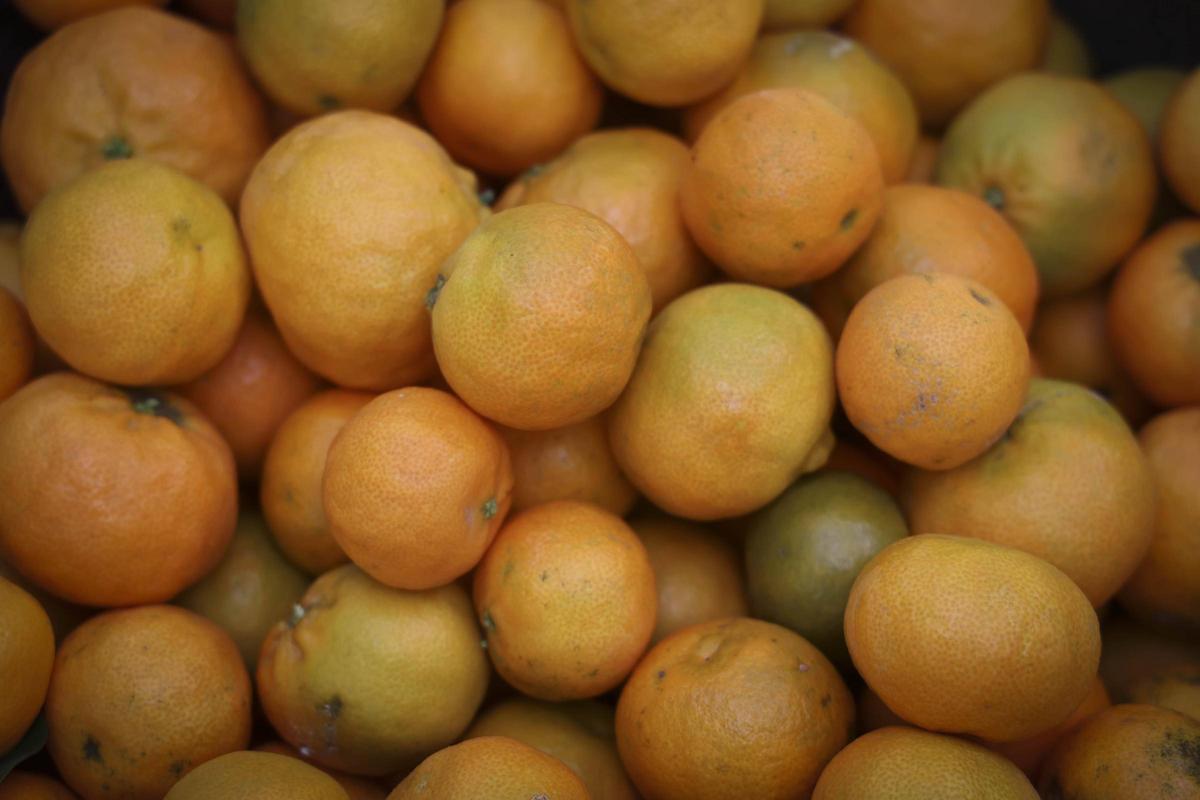 El Consell aprueba las medidas para limitar la polinización cruzada en plantaciones de cítricos