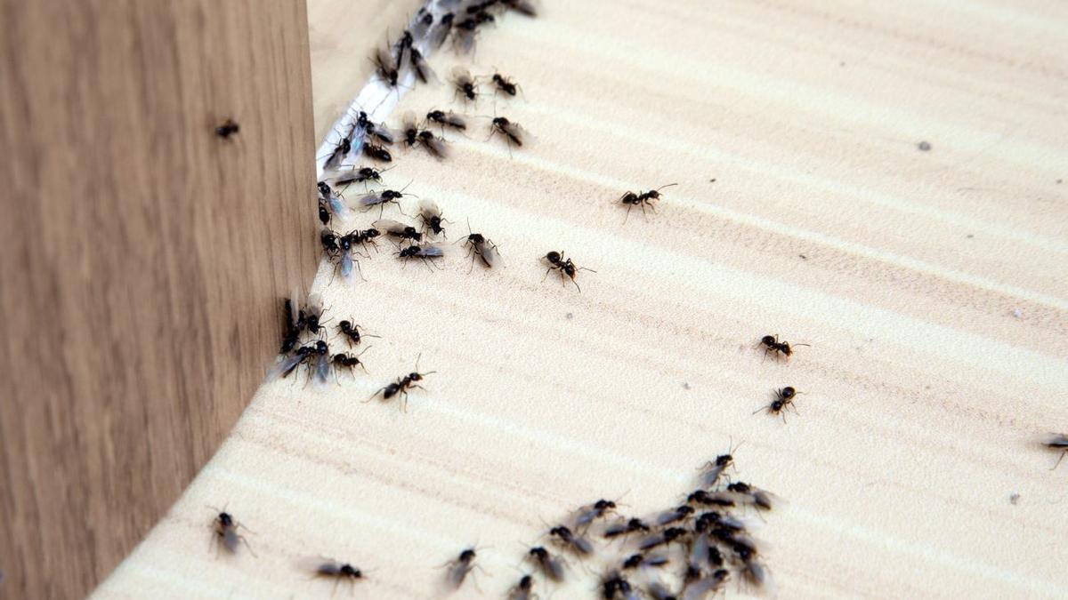 Trucos caseros y naturales para acabar con las hormigas.