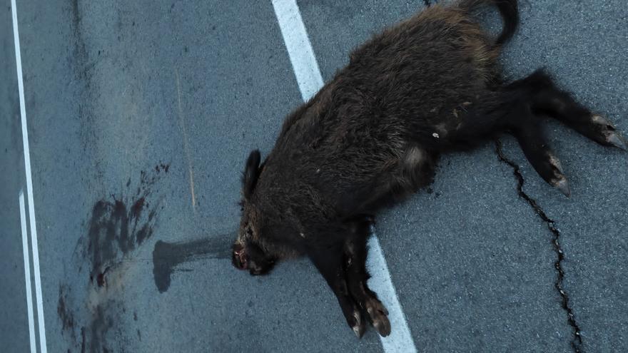 Nuevo atropello de un jabalí en la carretera que bordea el Montgó y que es la de más mortandad de fauna