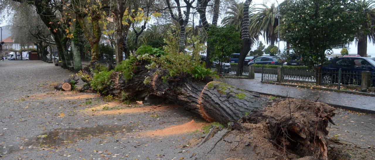 Un árbol que se desplomó en el Paseo da Calzada durante un temporal de finales de 2020