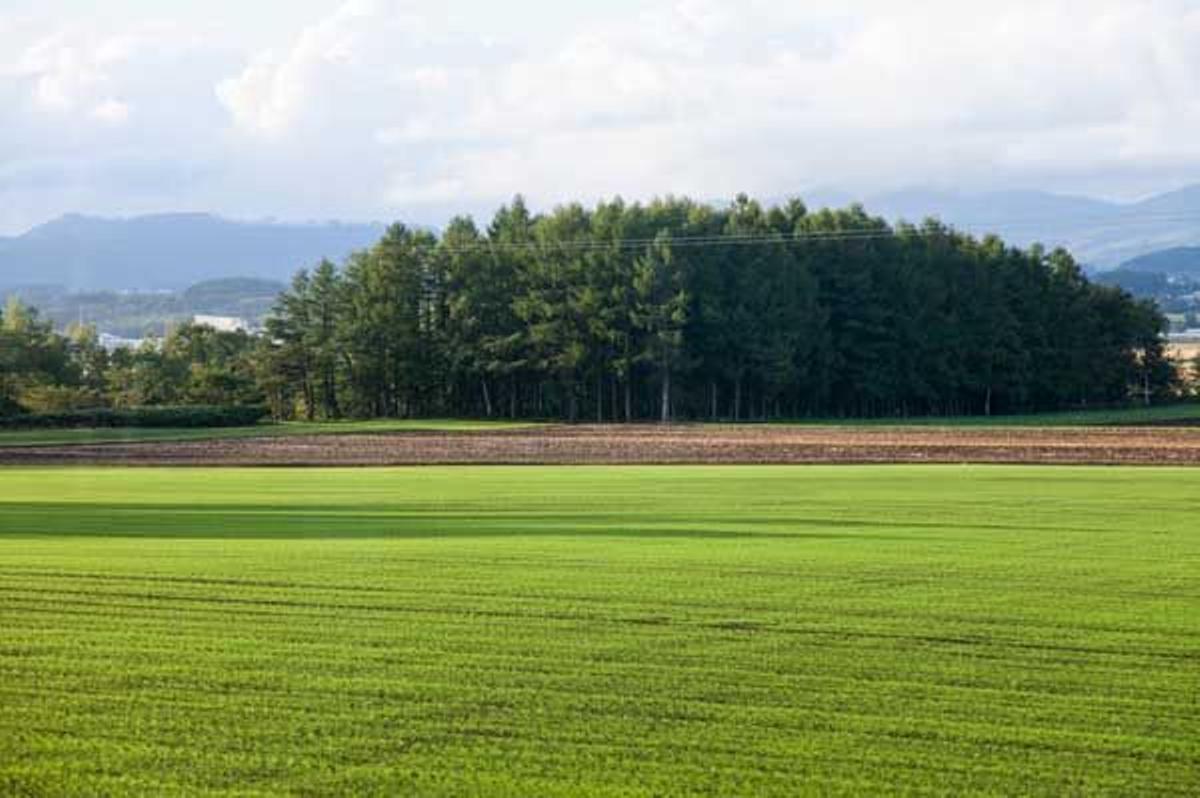 En Japón nos encontramos con la llanura de Ishikari.