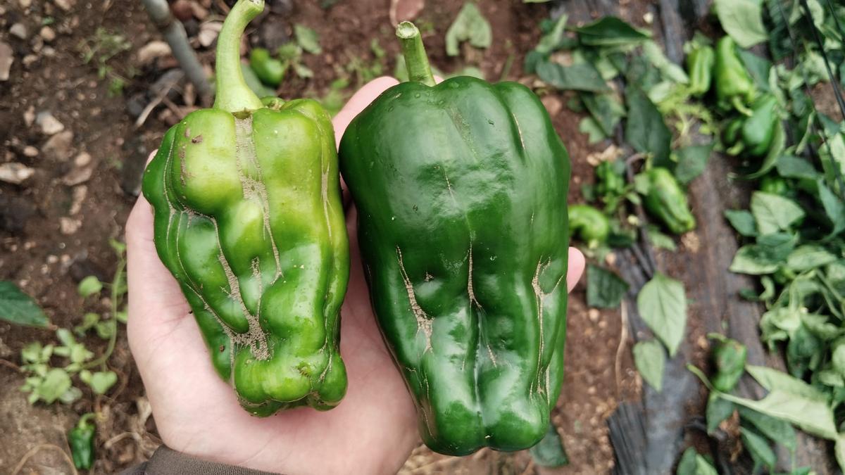 Imagen de los efectos de la plaga en dos pimientos.