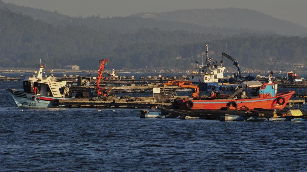 Barcos auxiliares de acuicultura en la ría de Arousa.