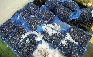 El calor y falta de semilla provocaron la peor cosecha del mejillón en diez años