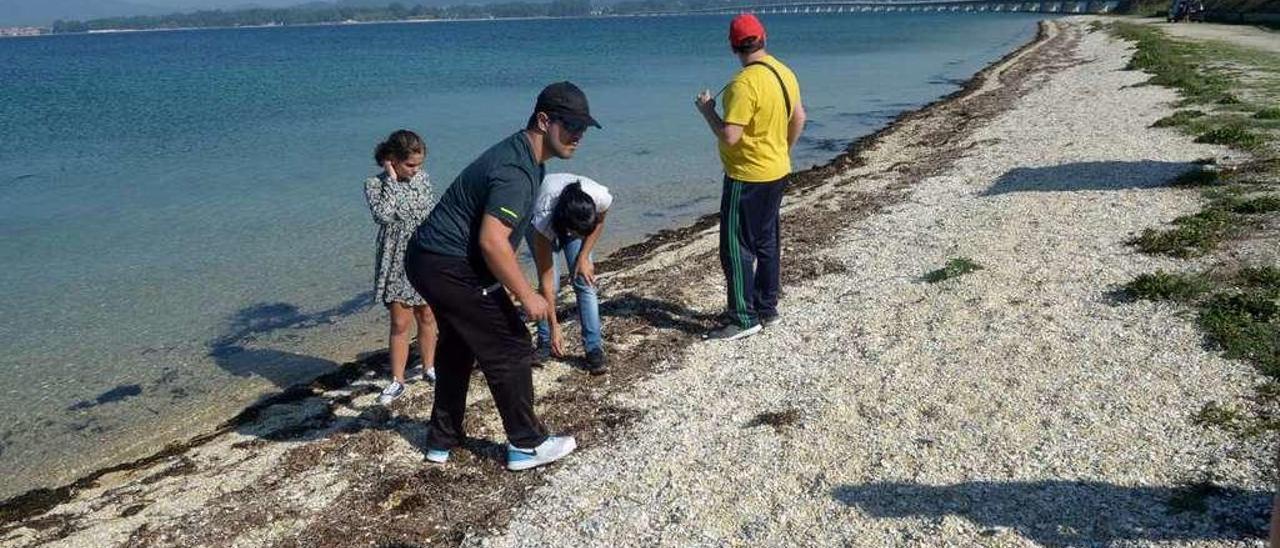 Limpieza de la playa de A Canteira en A Illa de Arousa. // Noé Parga