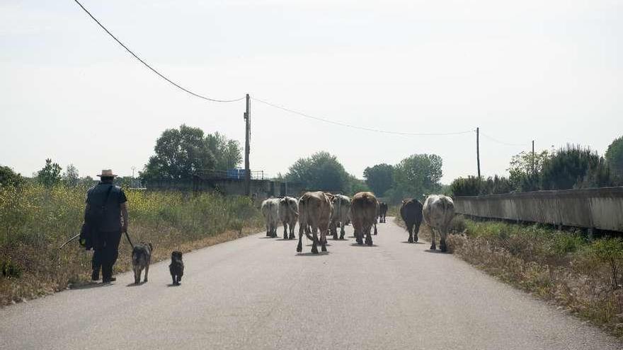 Pagos de Cenvicos y Dehesa de Brive. A la derecha las acequias del canal del Esla en Benavente.