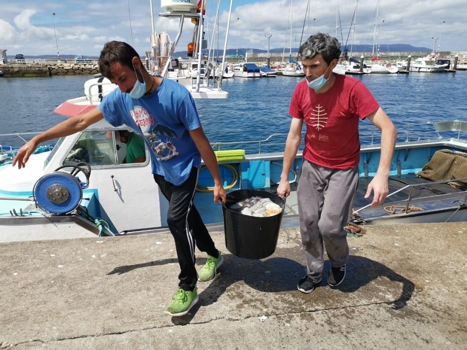 Primera jornada de la campaña del pulpo en Bueu.