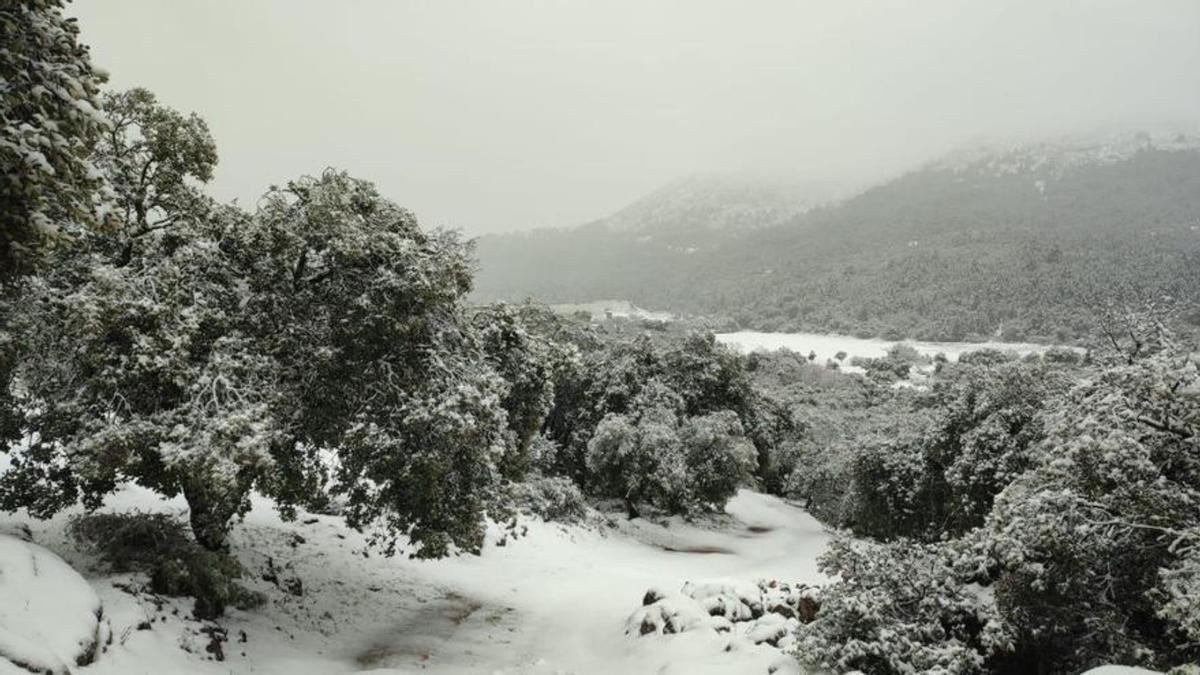 La Aemet activa la alerta por nevadas en el interior de Málaga.