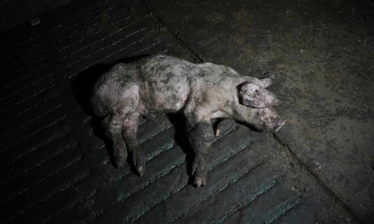 Uno de los cerdos fallecidos en la granja.