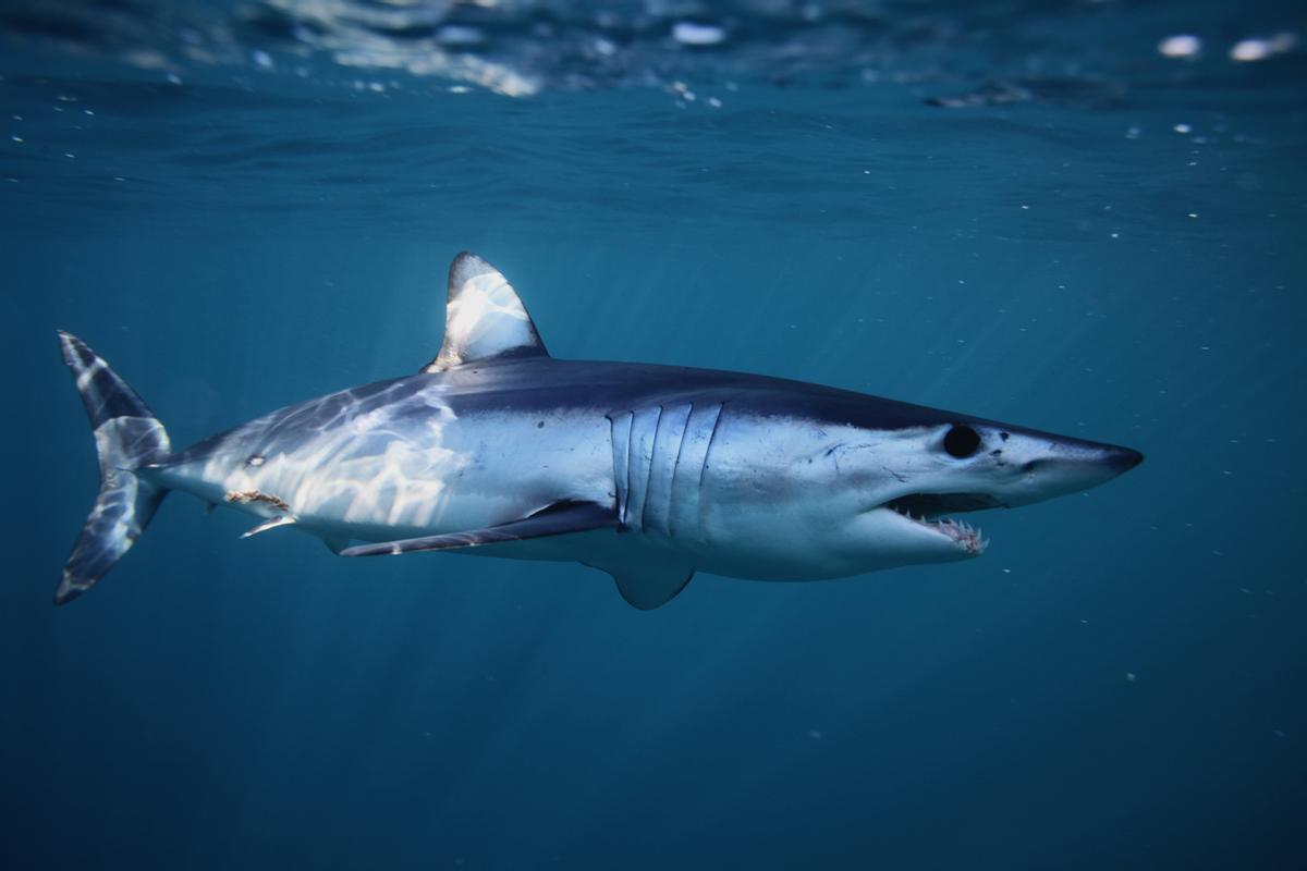 Tiburón Marrajo