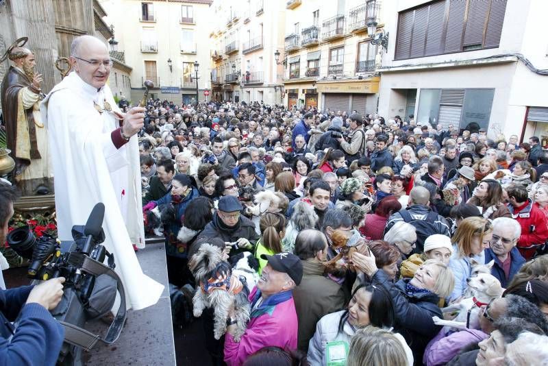 Fotogalería: Fiesta de San Antón