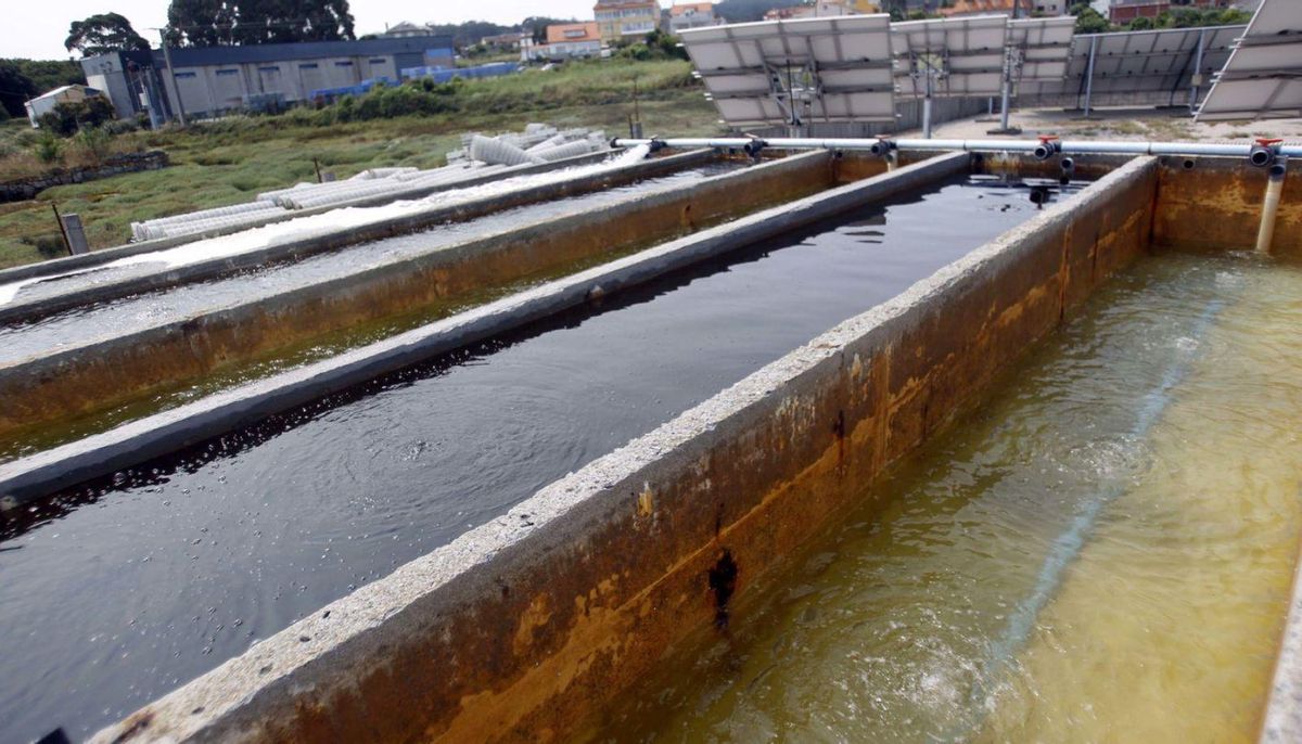 La empresa A Ostreira de O Grove quiere duplicar la capacidad de las piscinas de fitoplácton. | // N.PARGA