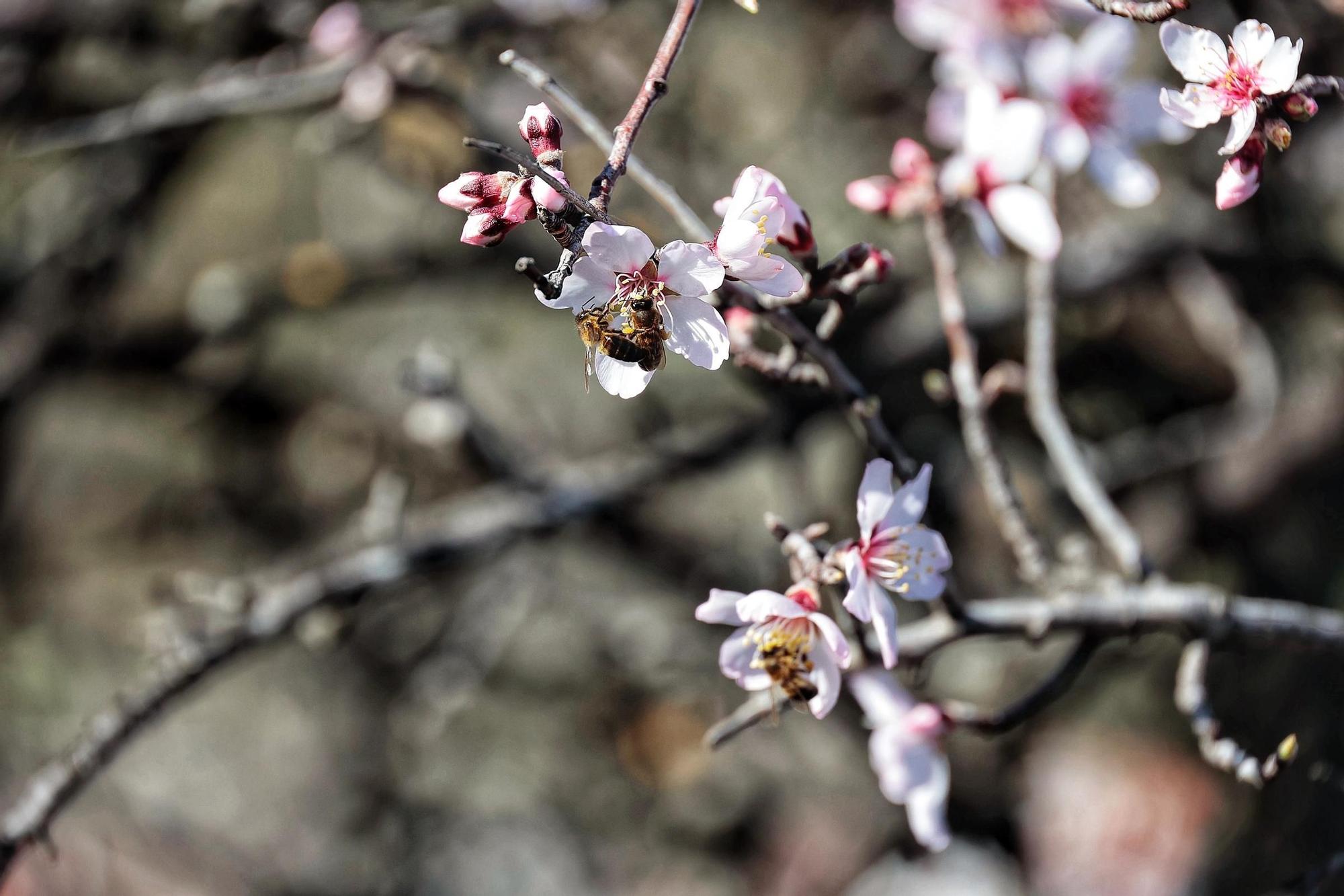 Pateos para ver el almendro en flor