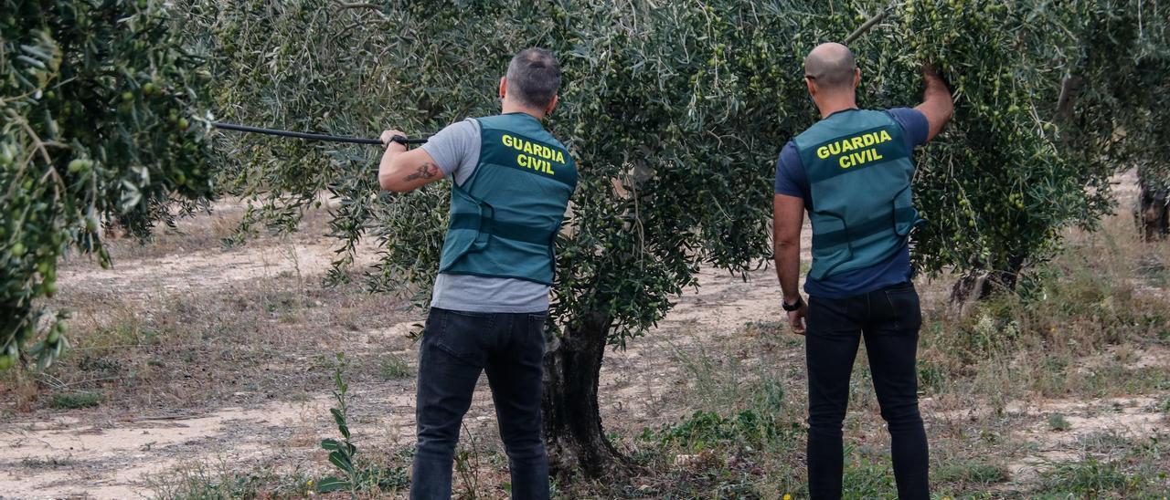 Agentes de la Guardia Civil han reforzado su presencias en las zonas de cultivo de olivos en la provincia de Alicante.