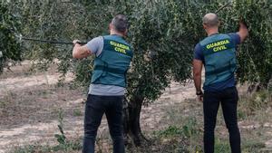 Agentes de la Guardia Civil han reforzado su presencias en las zonas de cultivo de olivos en la provincia de Alicante.