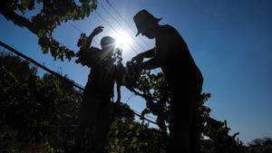La venda de cava cau el 13% per la sequera en el pitjor balanç des de la covid