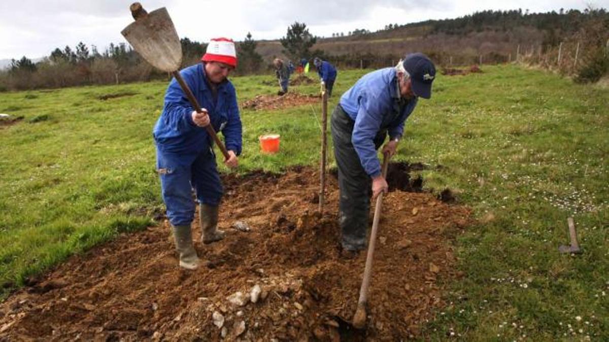 Una de las plantaciones impulsadas por el proyecto Cernes, ayer, en la parroquia estradense de Ribela.   // Bernabé/Luismy