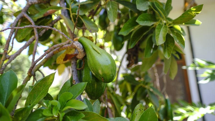 ¿Quieres cultivar tu propio oro verde? Estos son los pasos para plantar un aguacatero en casa