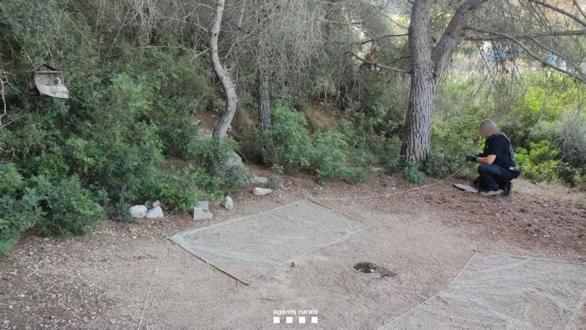 Los Agentes Rurales intensifican la vigilancia contra cazadores furtivos de fringílidos