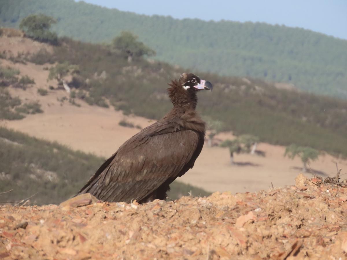 Buitre negro en el Campo Oliva.