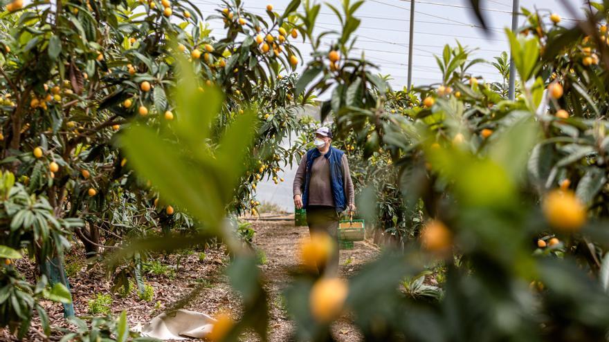 Gran cosecha del níspero con 13 millones de kilos y los calibres más altos de los últimos 5 años