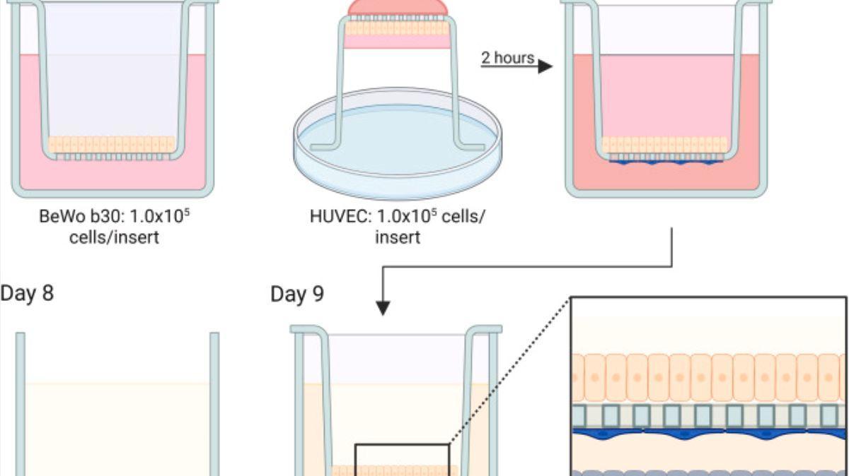 Descripción esquemática del procedimiento experimental para establecer el modelo de placenta de tricultivo.