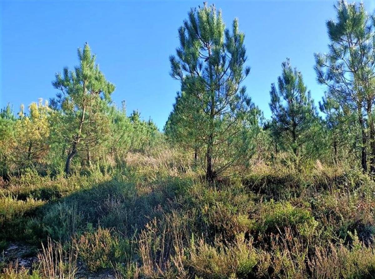Pinos en los montes comunales de O Eirelo y Cardoyfe, en Dozón.