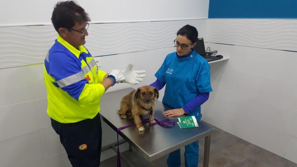 Una perra vive con su dueña en la residencia