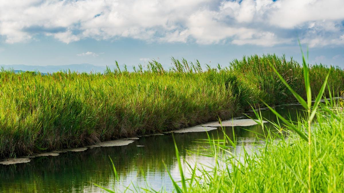 Peñíscola llevará a cabo trabajos de dragado en la acequia Sangonera a partir de septiembre.