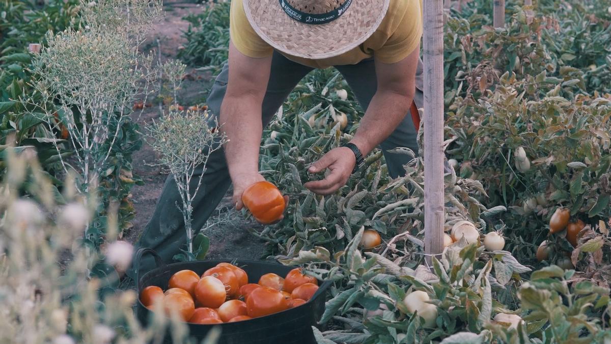 Recogida de tomates en el Cortijo La Reina.