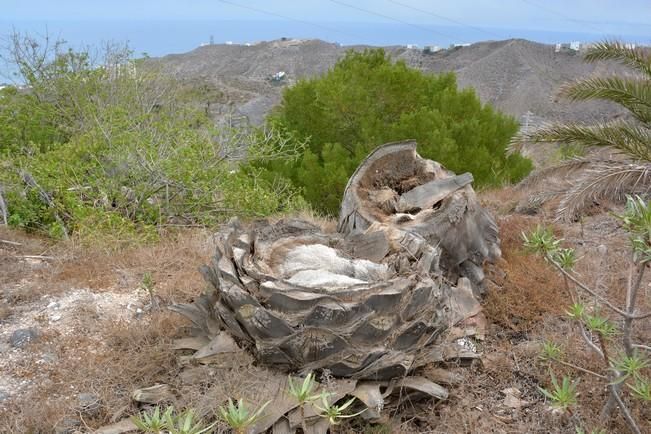 PALMERAL ENFERMO EN EL LAZO Y EL FONDILLO